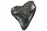 Fossil Megalodon Tooth - Georgia #338699-1